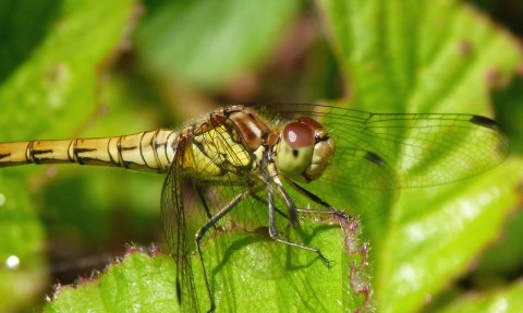 Close up of a female Common Darter dragonfly copyright Tamasine Stretton