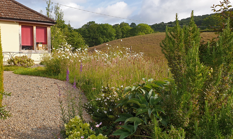 Wildlife garden in Mid Wales copyright Tamasine Stretton