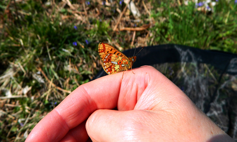 Pearl-bordered Fritillary butterfly (Boloria euphrosyne) at rest on a surveyors hand copyright MWT/Tammy Stretton