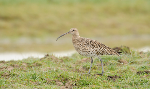 Curlew copyright Terry Whittaker/2020VISION