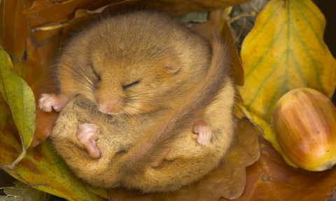 Hazel Dormouse hibernating in autumn