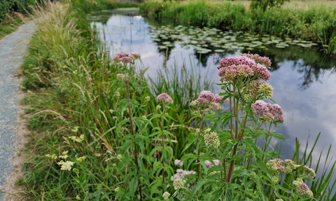 View over the Montgomery Canal from the towpath, flowers in foreground