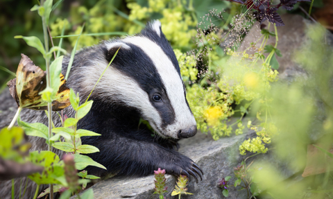 Badger looking into a wildlife pond