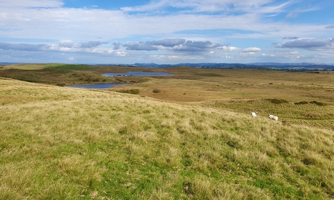 A wide landscape view of an expansive upland area of grassland, blanket bog, lakes and small patches of scrub. There are a couple of sheep in the mid foreground. The sky is largely blue with some white clouds.