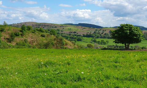 A Welsh landscape comprising a green field in the foreground, dotted with yellow flowers. There is a tree on the right and to the left of that an area of scrub and bracken. In the distance is a hill covered in bracken, scrub and trees.