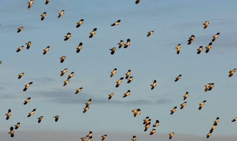 A flock of Lapwing turning together in evening light © Andrew Parkinson/2020Vision