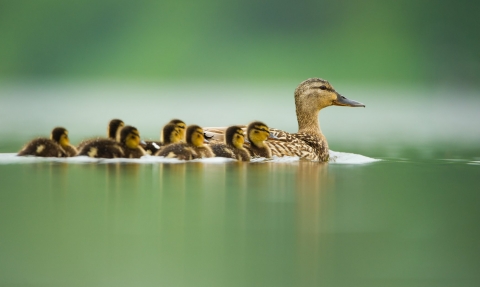 An adult female mallard keeps her ducklings close on a tranquil lake at dawn copyright Andrew Parkinson/2020VISION