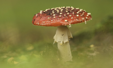 Fly Agaric fungus copyright Dawn Monrose