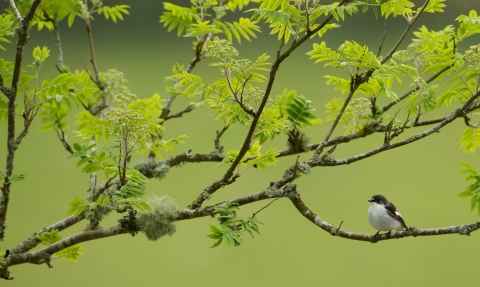 Pied flycatcher (Ficedula hypoleuca) adult male in woodland, Wales, UK - Mark Hamblin/2020VISION