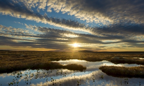 peat bog, Forsinard, Flow Country, Sutherland, Scotland, June copyright Mark Hamblin/2020VISION
