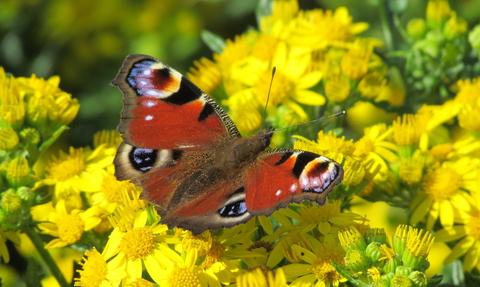 Peacock butterfly on ragwort flowers copyright David Hopley