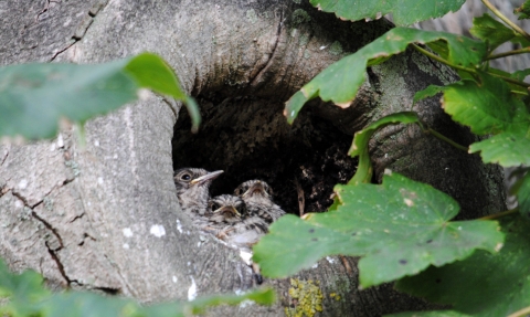 Spotted Flycatcher nestlings copyright Amy Lewis