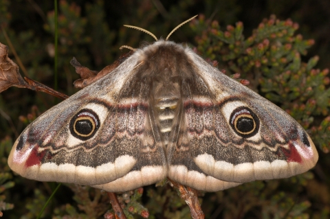 Moth Symbolism Spiritual Meanings Of Seeing Moths YourTango, 57% OFF