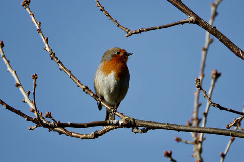 Songbird Saturday: the Robin | Montgomeryshire Wildlife Trust