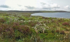 Cottongrass flowering at Glaslyn Nature Reserve