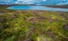 Glaslyn lake & blooming heather