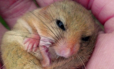 Hazel Dormouse curled up in hand copyright MWT