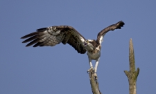 Nora, Dyfi female osprey defending her nest from intruding osprey