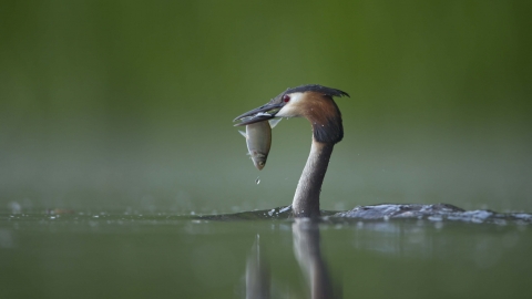 Great Crested Grebe with fish