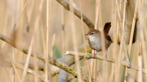 Cetti's warbler