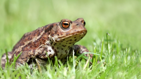 Common toad