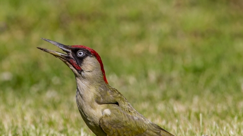 Green woodpecker