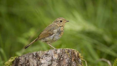 Immature robin