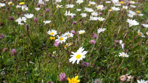 Machair