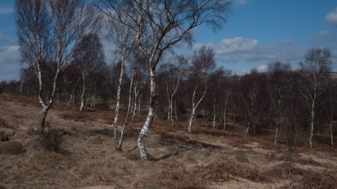 Upland birch wood