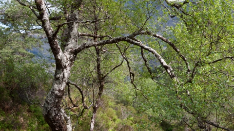 Upland birch wood