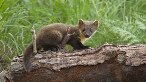 Pine marten