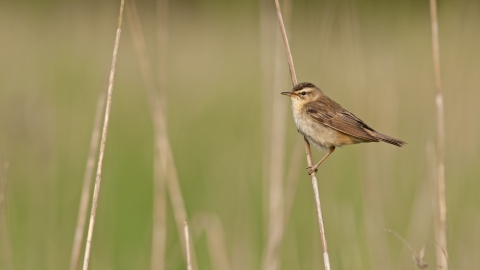 Sedge warbler