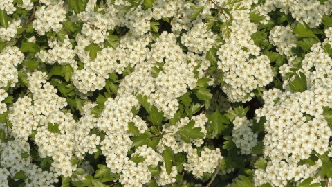 Common Hawthorn