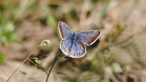 Common Blue butterfly female