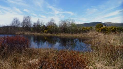 Cors Dyfi Montgomeryshire Wildlife Trust Nature Reserve
