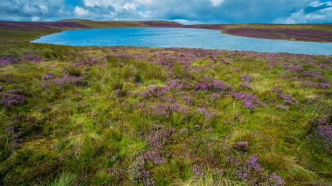 Glaslyn lake & blooming heather