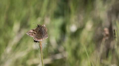 Dingy Skipper butterfly