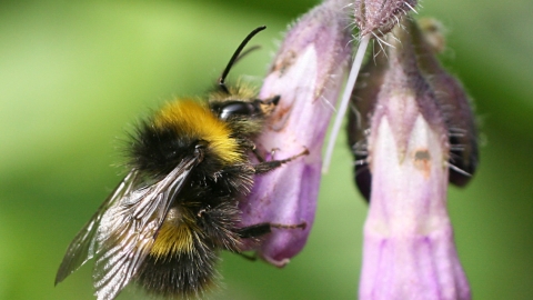 Early Bumblebee