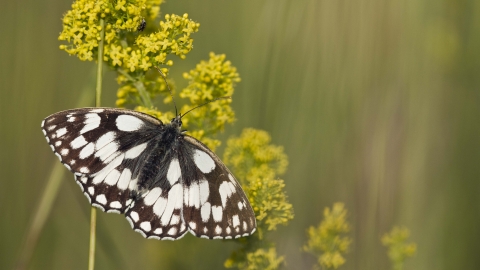 Marbled White