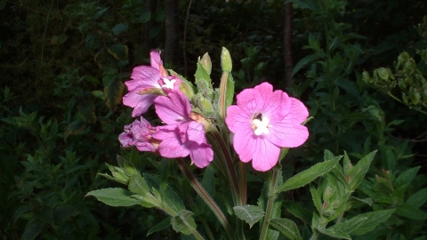 Great Willowherb