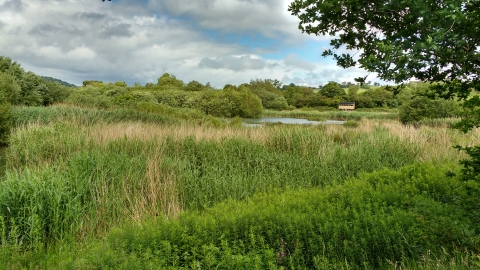 View of Pwll Penarth Montgomeryshire Wildlife Trust Nature Reserve