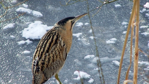 Bittern at Llyn Coed y Dinas in snow & ice