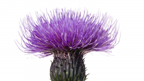 Melancholy Thistle