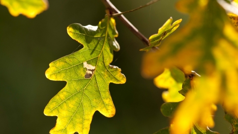 English Oak