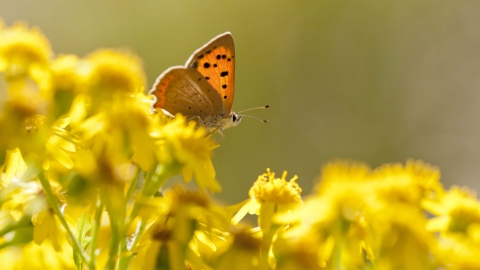 Small Copper butterfly on Common Ragwort