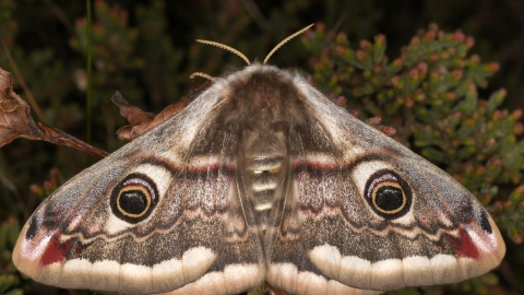 Emperor Moth