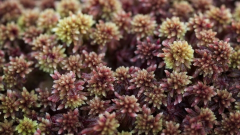 Sphagnum Moss (Sphagnum capillifolium)