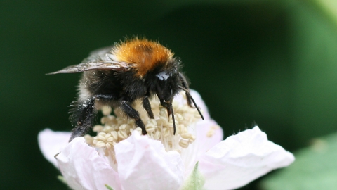 Tree Bumblebee