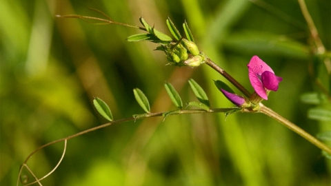 Common Vetch