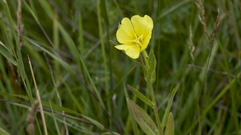 Common Evening-primrose